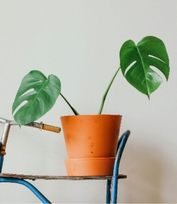 Green Plant - 图片 3