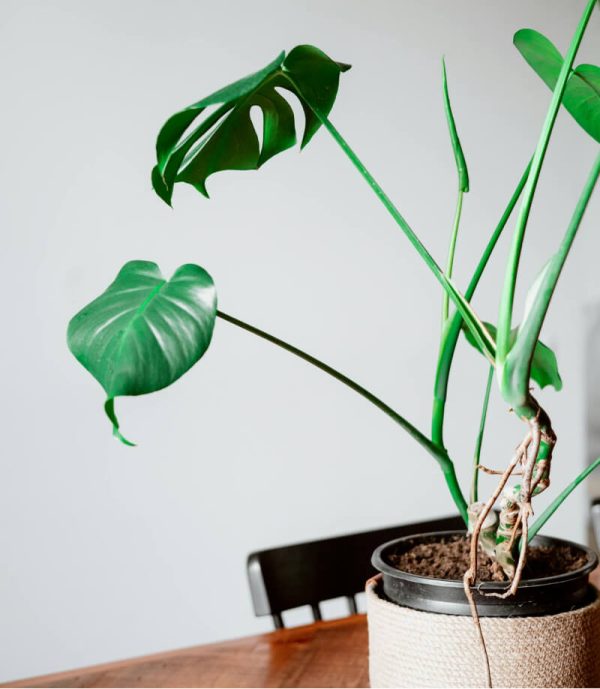 Green Plant - 图片 2